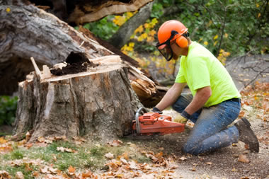 Tree surgery and tree care from Lyndhurst