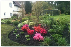 Shrub border refurbishment with extensive replanting