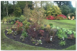 Shrub border refurbishment with extensive replanting