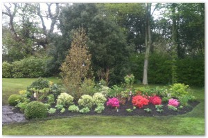 Shrub border refurbishment with extensive replanting