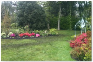 Shrub border refurbishment with extensive replanting