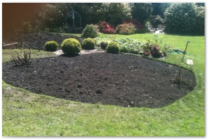 Shrub border refurbishment with extensive replanting