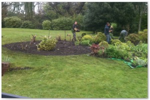 Shrub border refurbishment with extensive replanting