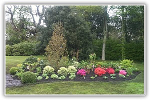 Shrub border refurbishment with extensive replanting