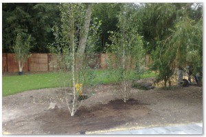 Lyndhurst Landscaping carried out woodland clearance followed by extensive replanting and landscaping. The end results are fantastic.