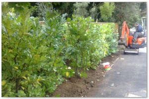 Lyndhurst Landscaping carried out woodland clearance followed by extensive replanting and landscaping. The end results are fantastic.