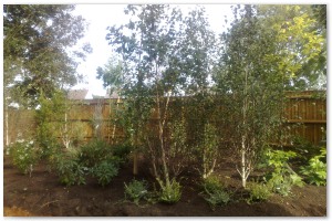 Lyndhurst Landscaping carried out woodland clearance followed by extensive replanting and landscaping. The end results are fantastic.