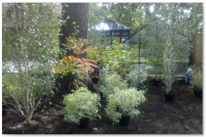 Lyndhurst Landscaping carried out woodland clearance followed by extensive replanting and landscaping. The end results are fantastic.