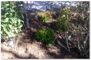 Lyndhurst Landscaping carried out woodland clearance followed by extensive replanting and landscaping. The end results are fantastic.