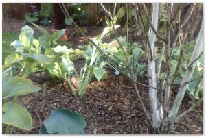 Lyndhurst Landscaping carried out woodland clearance followed by extensive replanting and landscaping. The end results are fantastic.