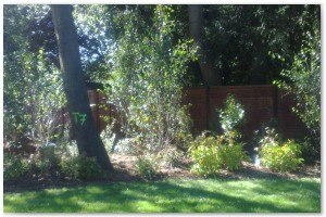 Lyndhurst Landscaping carried out woodland clearance followed by extensive replanting and landscaping. The end results are fantastic.