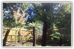 Lyndhurst Landscaping carried out woodland clearance followed by extensive replanting and landscaping. The end results are fantastic.